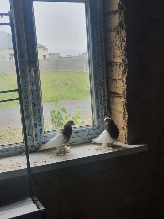 Голуб Кептер сатылады