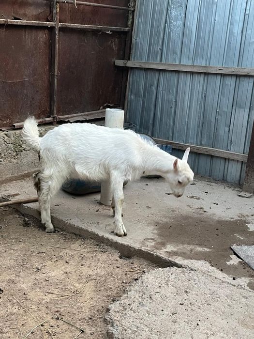 Теке лақтар сатылады