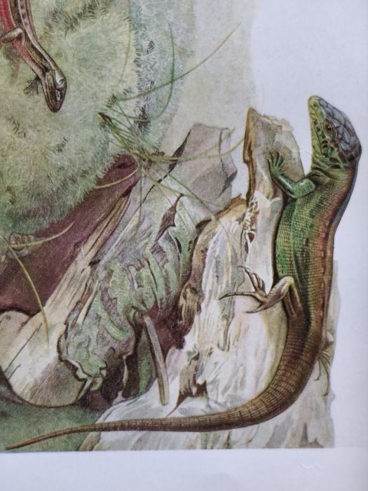 PLANȘĂ-ȘOPÂRLE – Planșă Color Veche, Rollinat, 1934