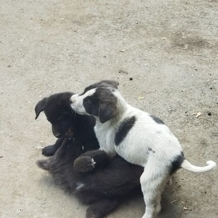 Срочно отдадим щенков