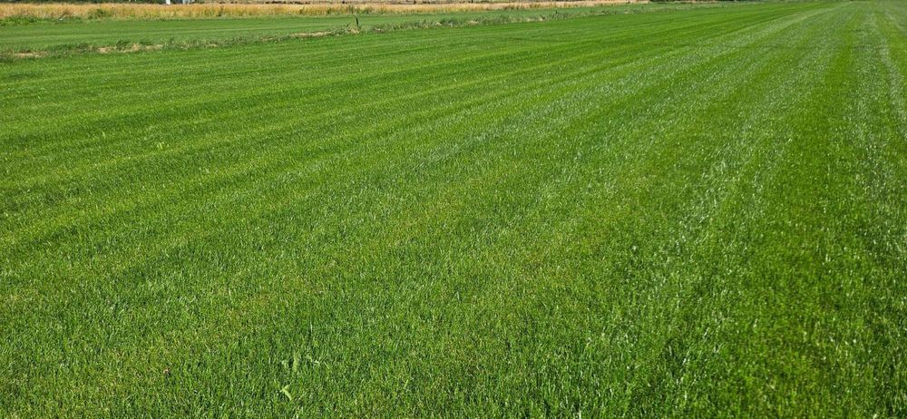 Газон под ключ рулонный посевной