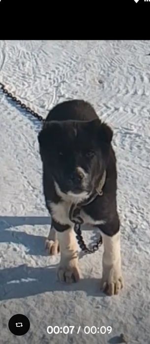 Алабай кушик щенок