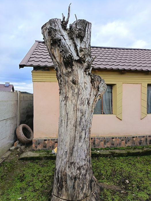 Vand trunchi nuc