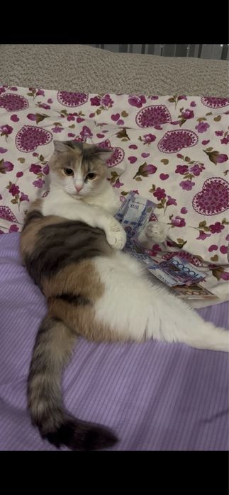 Кошке полтора года