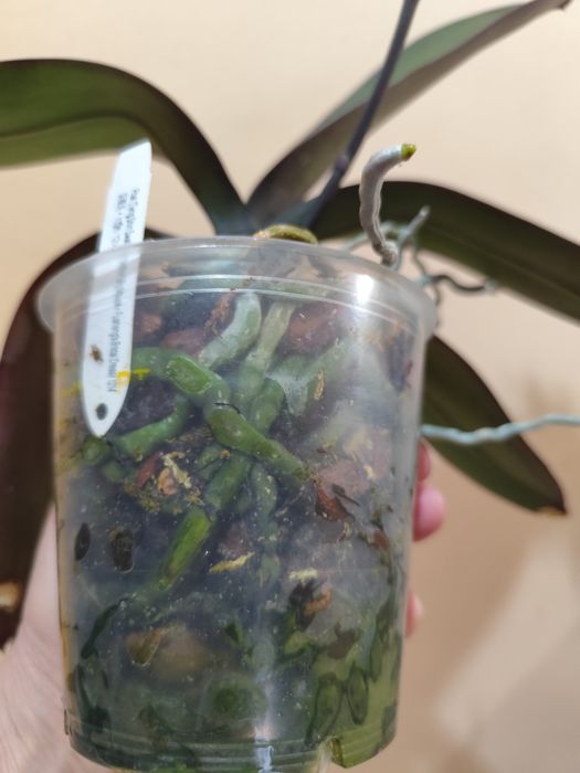 Продаю цветущую орхидею