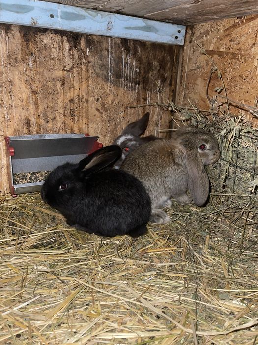 Iepuri berbec german