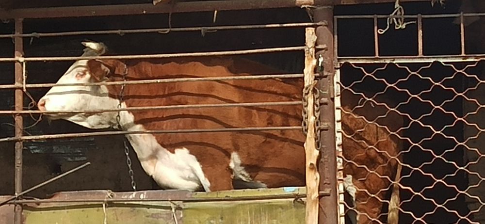 Карова на откорме