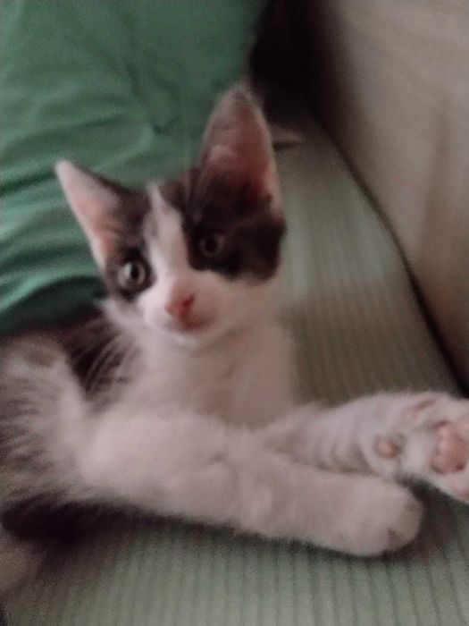 Отдам котят бесплатно