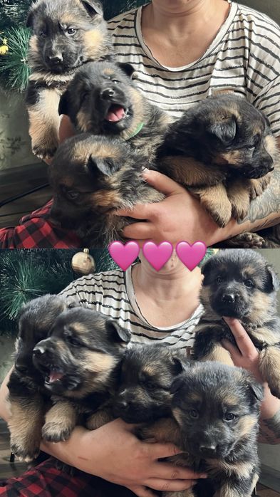 Щенки немецкой овчарки