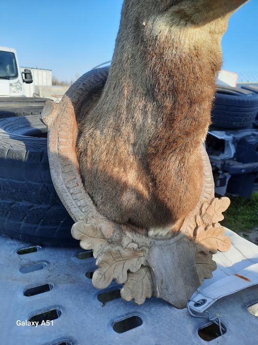 Трофей МУФЛОН...