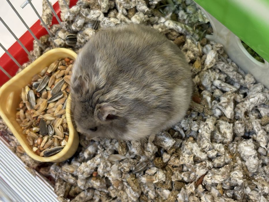 Donez hamster siberian - 3 luni