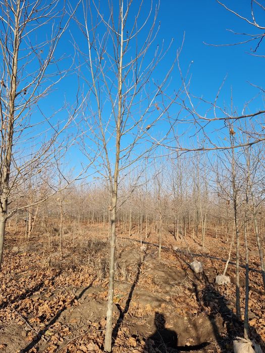 Catalpa globulara- Platan - Mesteacan