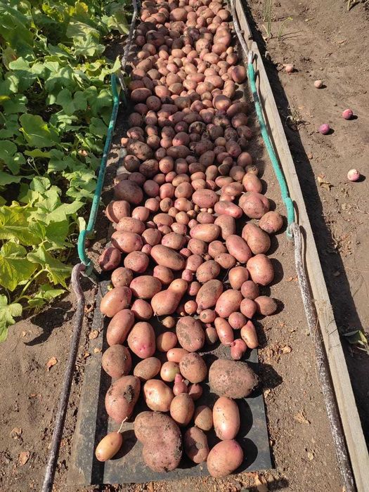 Домашний картофель