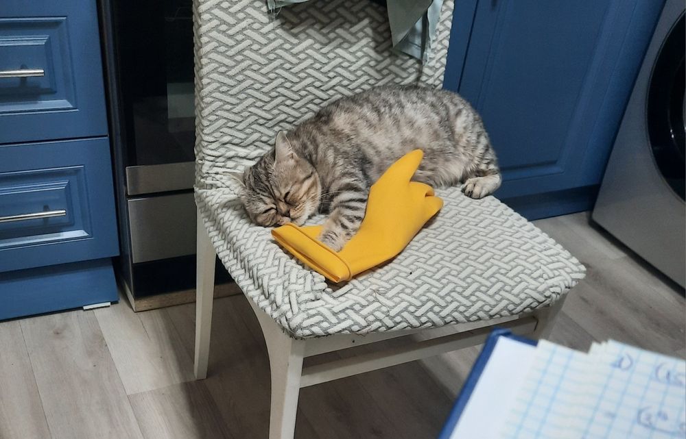 Отдадим породистую  кошку в добрые руки