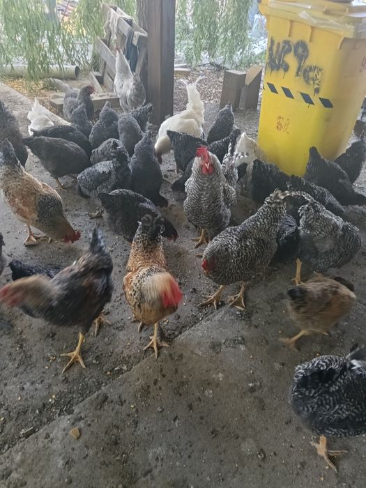 Vând găini, puicuțe, cocoși, curcan