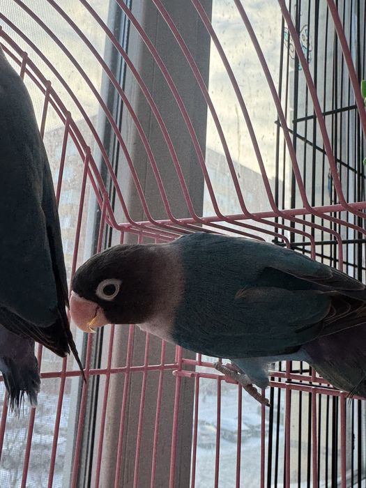 Продам  попугай неразлучик пара  30 000