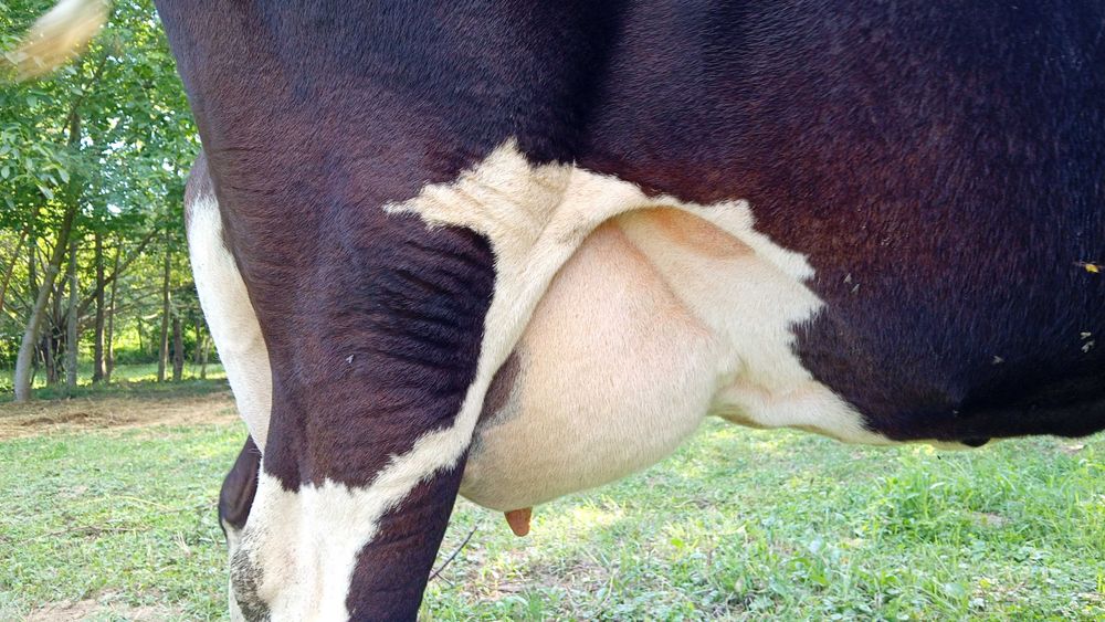 Vacă holstein cu pedigree