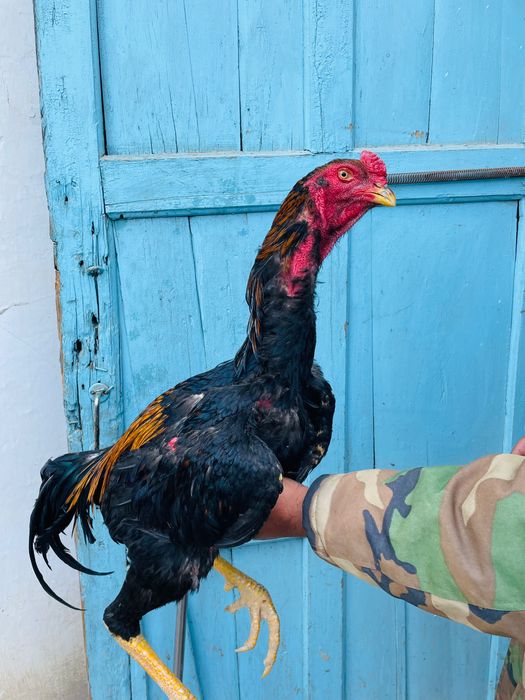 Дәкән қораз сатылады шөже