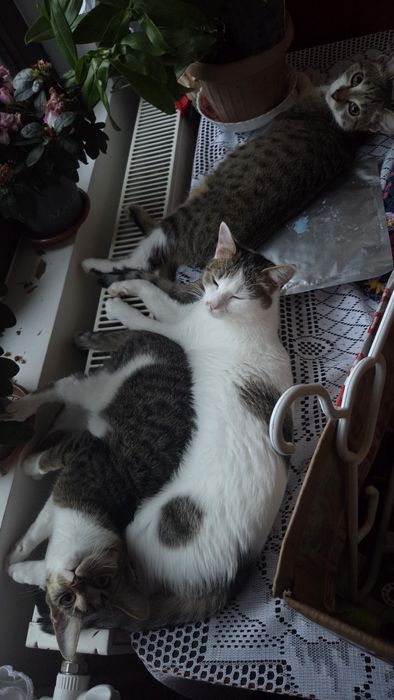 DONEZ două pisici și un motan