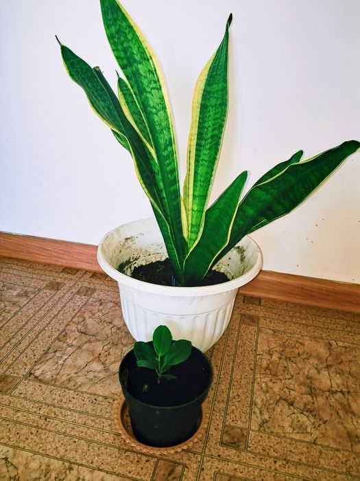 Цветы  комнатные.