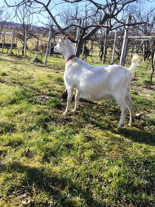 De vanzare Capra saanen