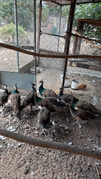 Продавам индийски пауни млади и стари