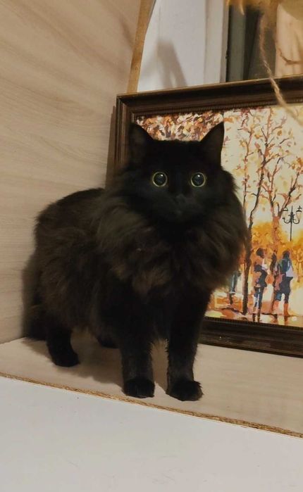 Пушистая красавица ищет дом