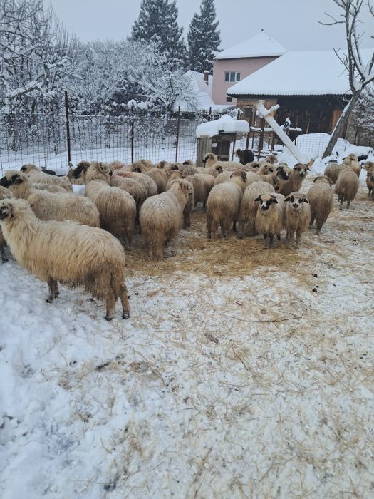 Vând 43 oi din care 16 miele