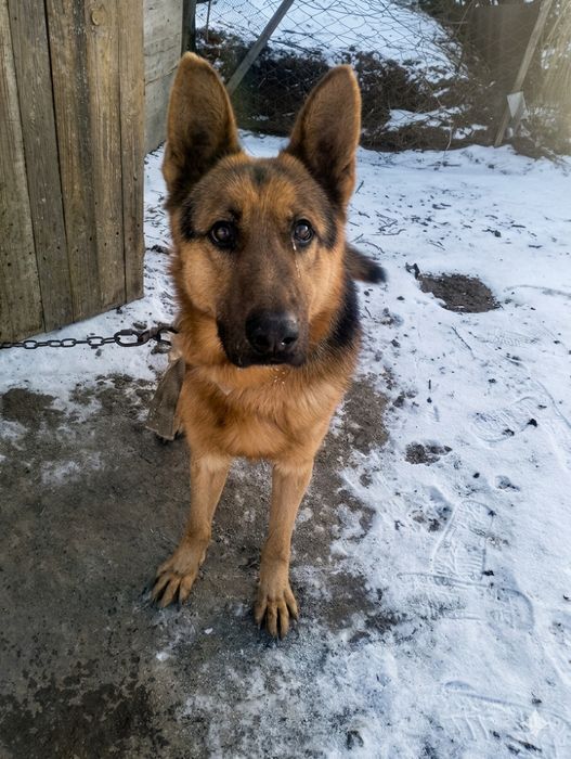 Немецкая овчарка