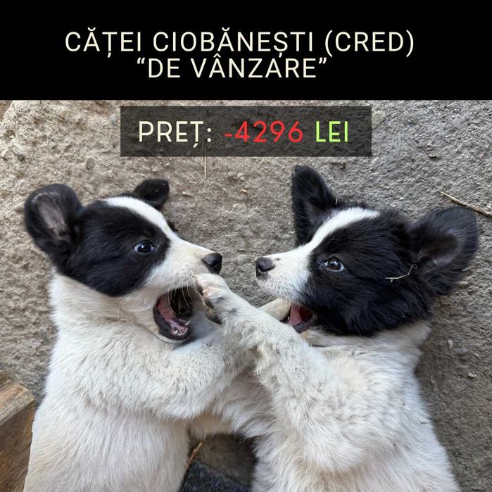 Cățele Ciobănești "de vânzare"