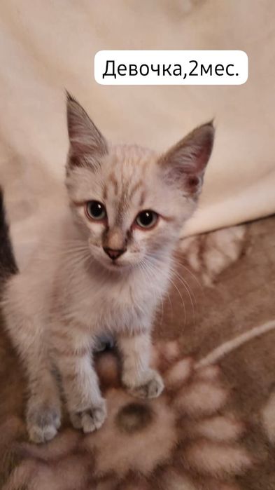 Котята бесплатно⁹