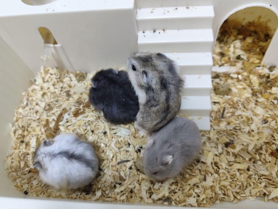 4 pui de  hamster