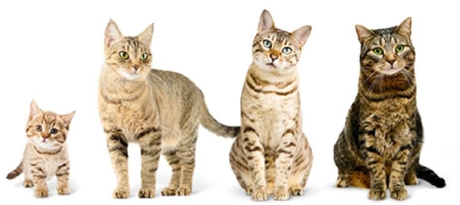 Коты в разном возрасте. Кошка в разном возрасте. Кошка в разном возрасте. Этапы взросления котенка. Как определить сколько коту месяцев.