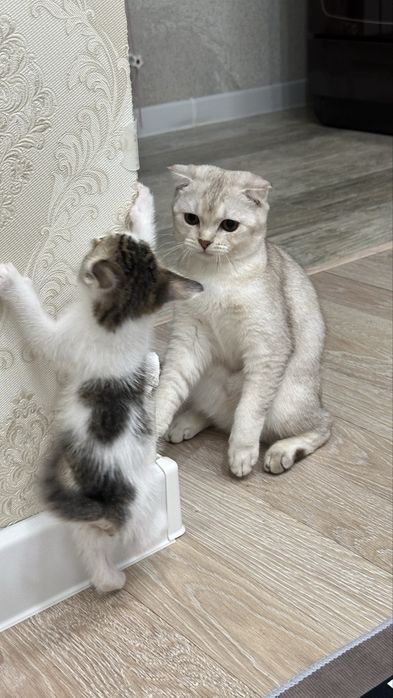 Кошка и котят Бесплатно