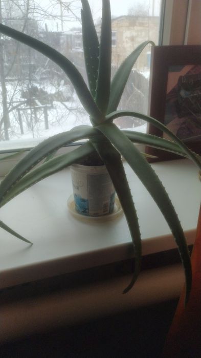 Лечебный цветок Алоэ