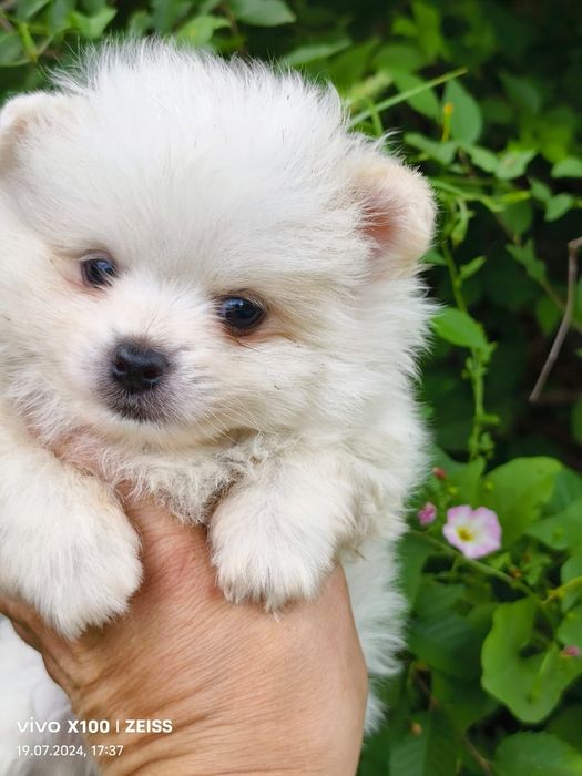 Продам щенков шпица.