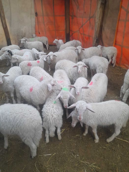 Vînd miele de rasă Sarda și Assaf