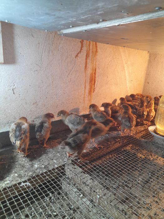 Продается цыплята кутинский юбилейный