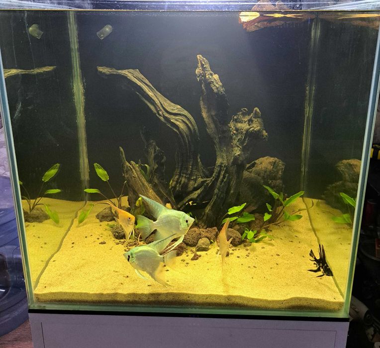 Amenajari/mentenanta acvarii Bucuresti