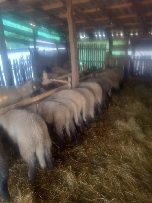 Vând oi carabasa 110 bucăți