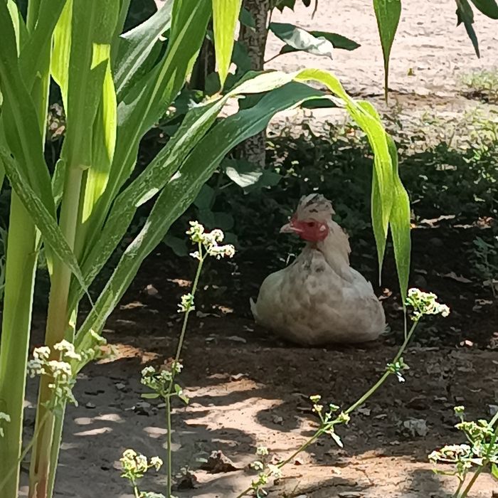 Yapon toʻvogʻi sotiladi