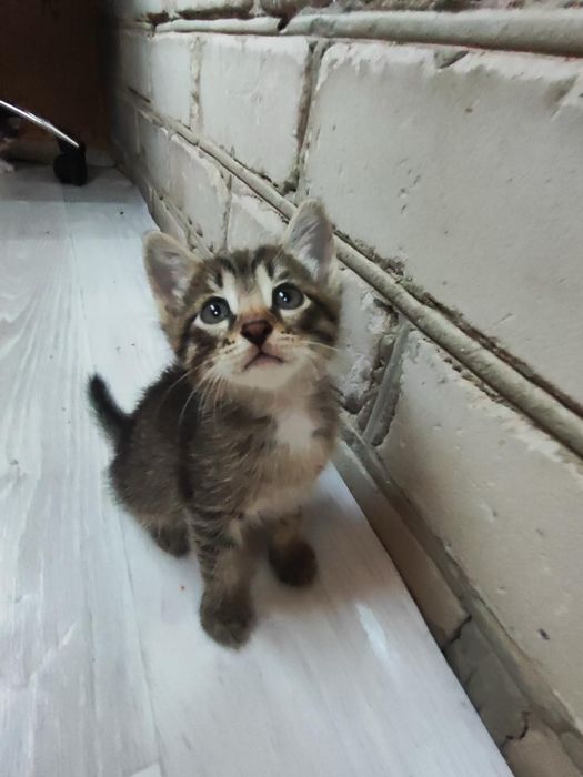 Отдам котёнка мальчик