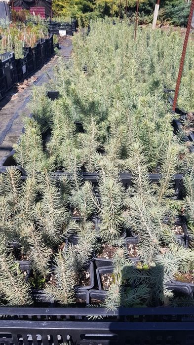 Ёлки голубые, сосна20-30см