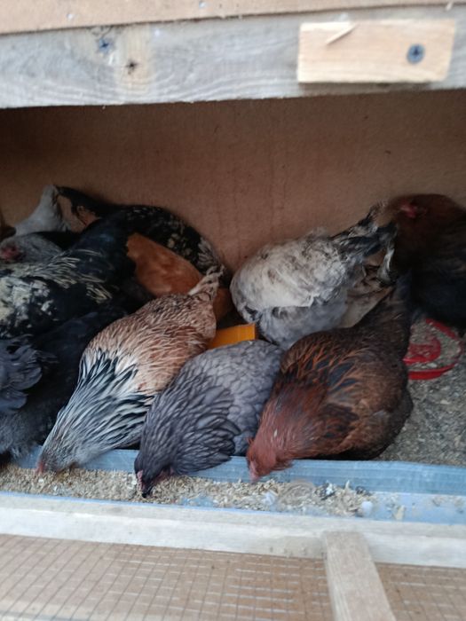 Damashni tovuqla sotladi