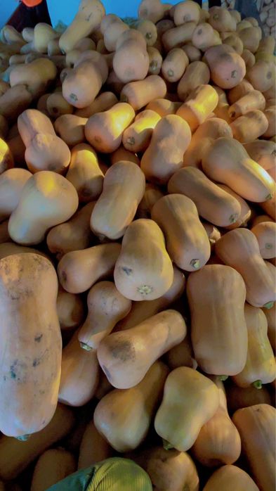 Vand dovleci placintari