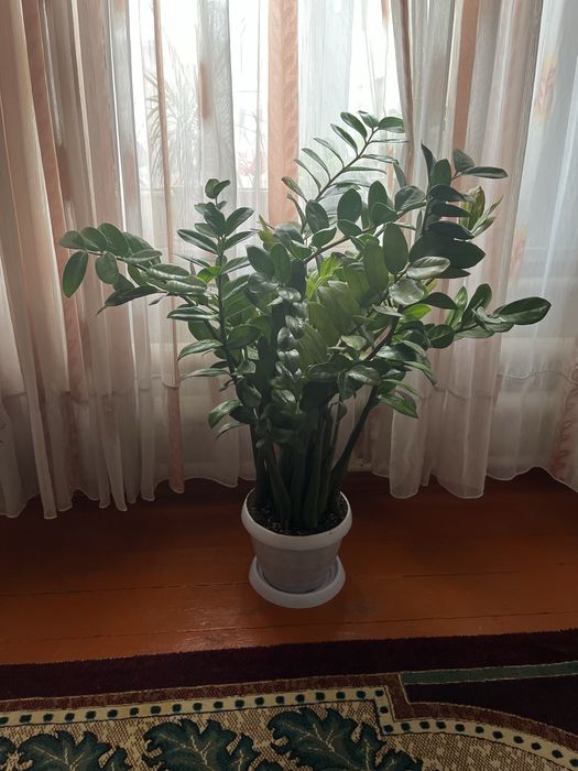 Цветы «Доллар» в хорошем состояний