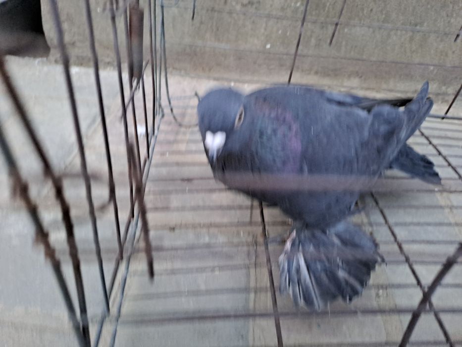 Голуби,челкари молодые ,игра ,лёт.