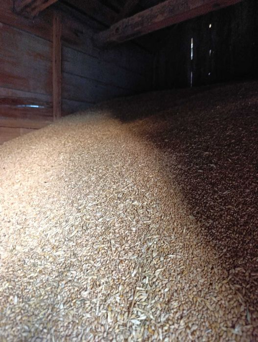 Grau pentru animale de vanzare