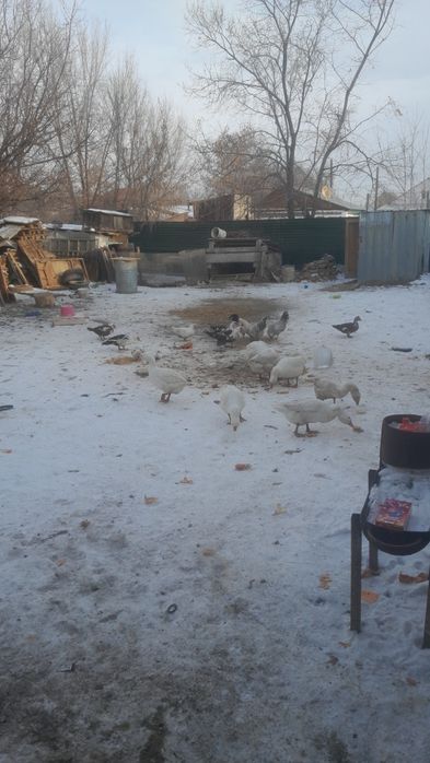 Куры гуси утки козы