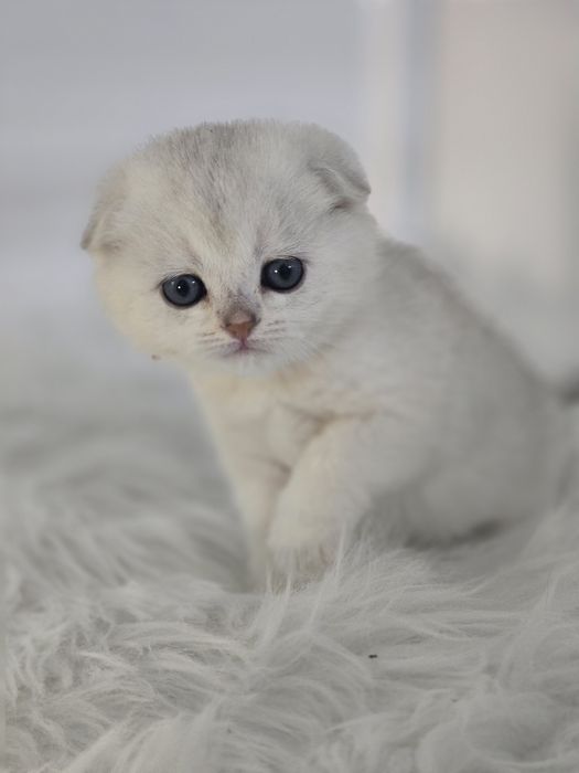 Шотландские шиншиллы
